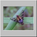 Atherix ibis - Ibisfliege m01.jpg